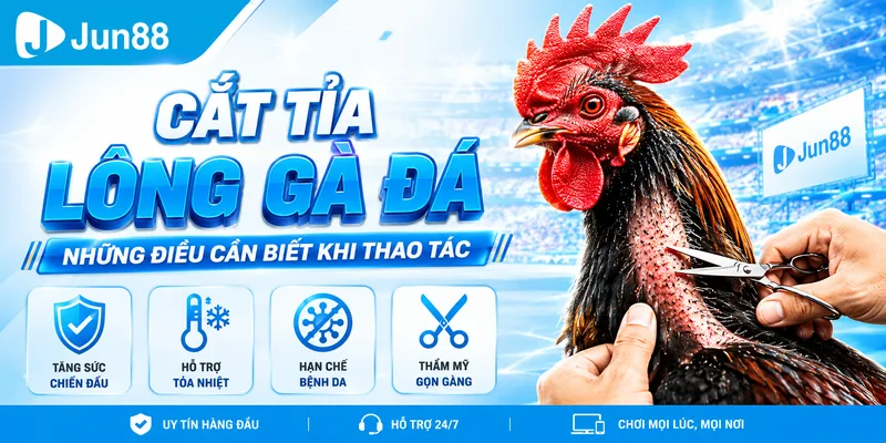 Cắt tỉa lông gà đá giúp chiến kê khỏe mạnh
